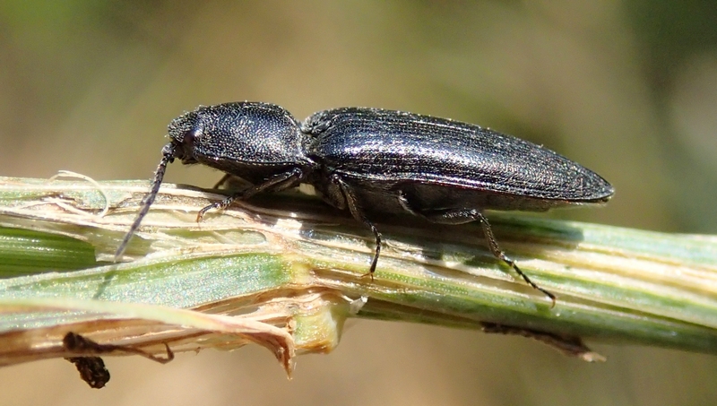 Elateridae: Cidnopus pilosus (cf.)